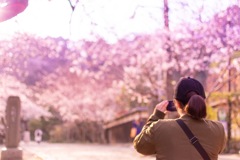 桜