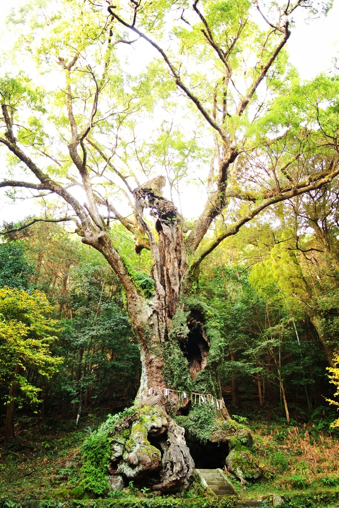 神様の木