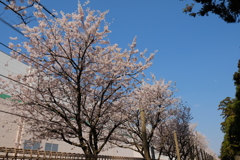 富士フイルムで富士フイルムの桜を撮るとゆう