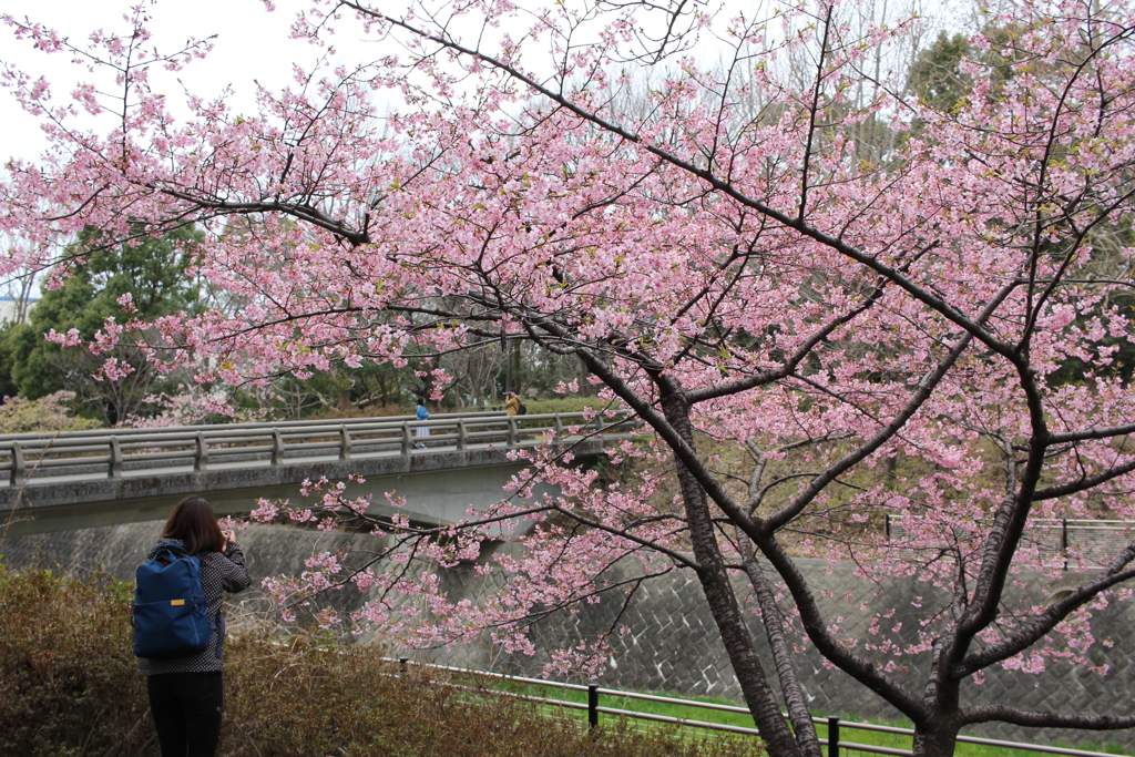 桜に誘われて・・・。