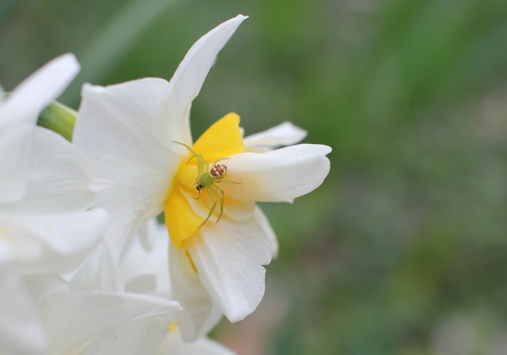 2019.3.10 お花の上で会いましょうｗ。