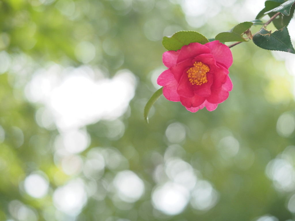 山茶花
