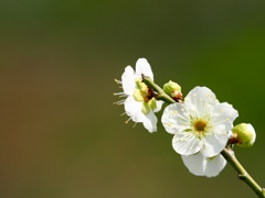梅