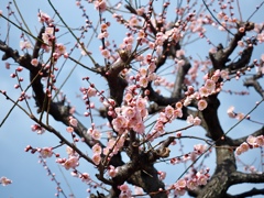 梅