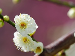 梅