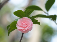 椿