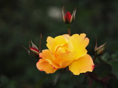 薔薇