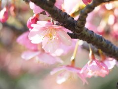 河津桜