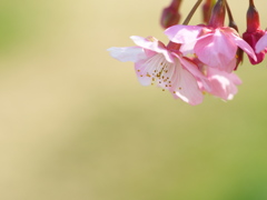河津桜