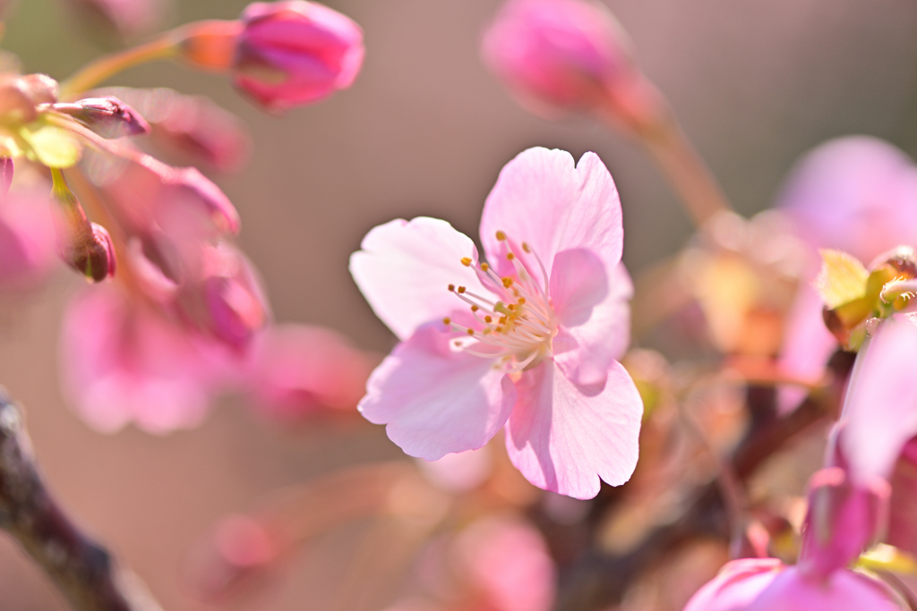 河津桜