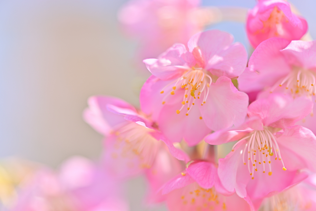 河津桜