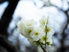 梅