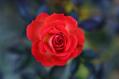 薔薇