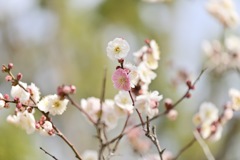 梅