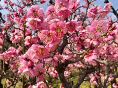 梅盛り