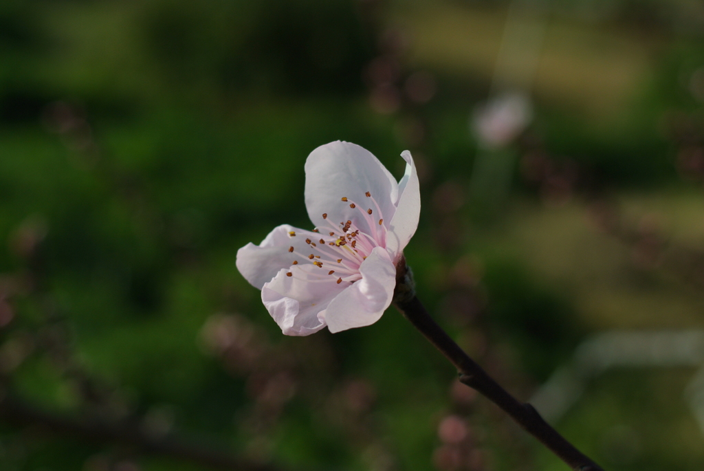 桃も開花です