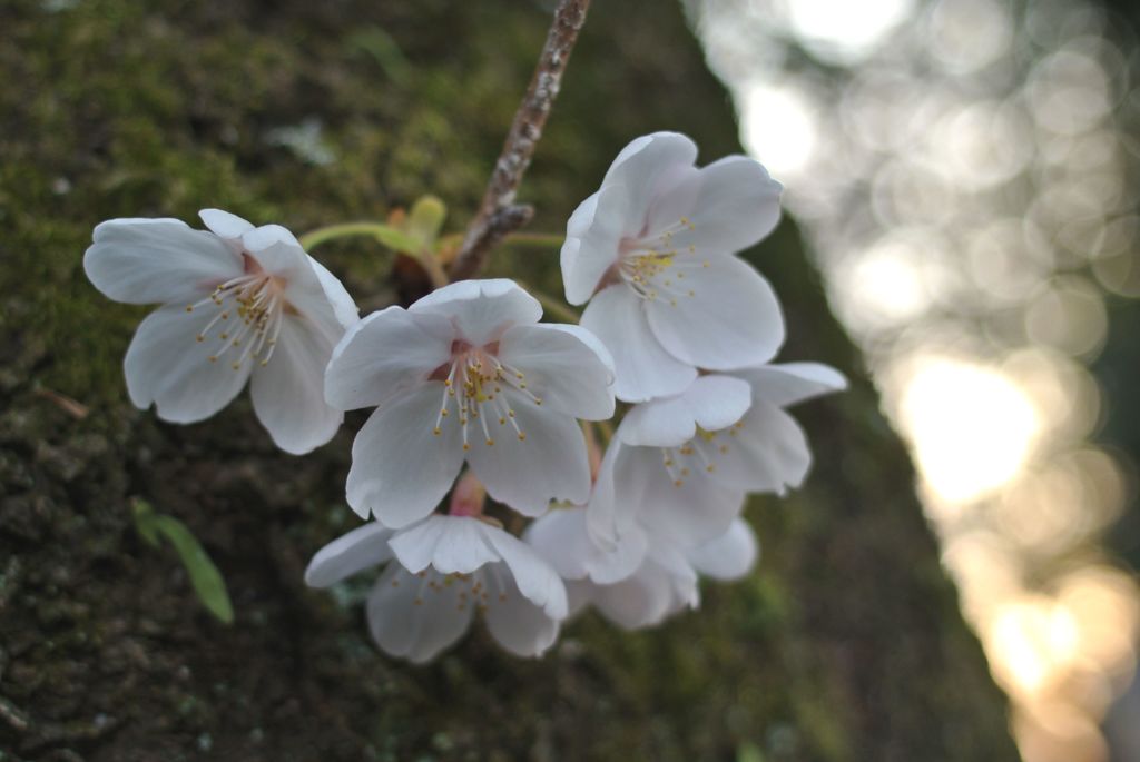 和歌山　根来寺の桜