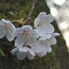 和歌山　根来寺の桜