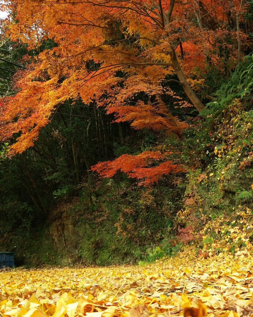 柿の里の紅葉