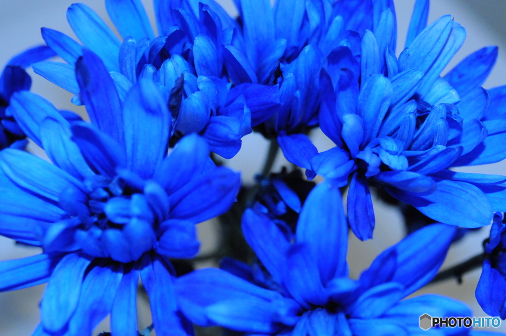 bririant blue