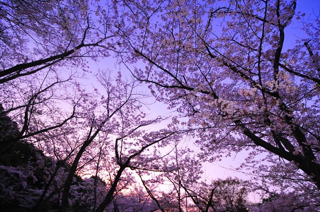 blooming pink