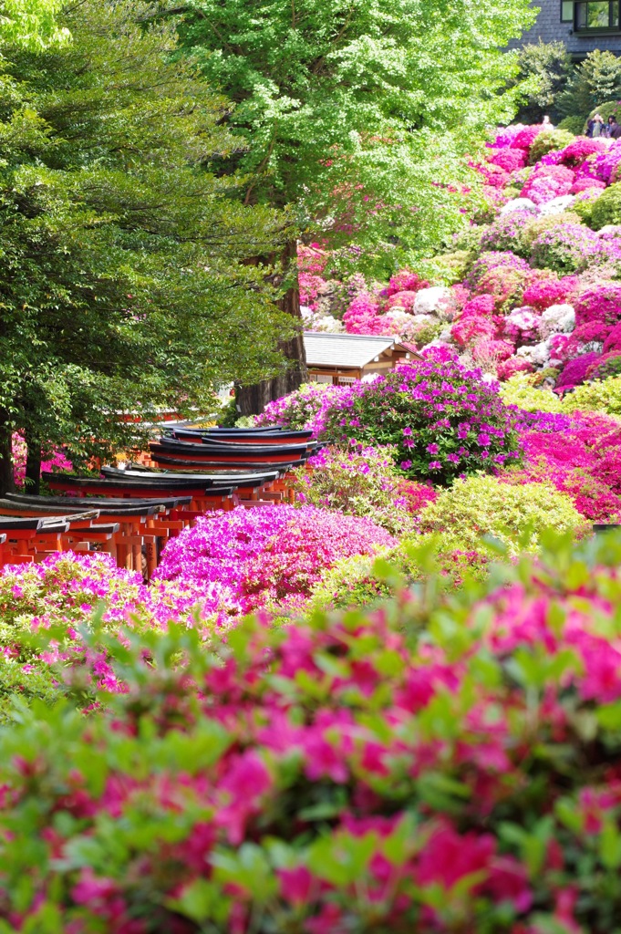 鳥居とつつじ2