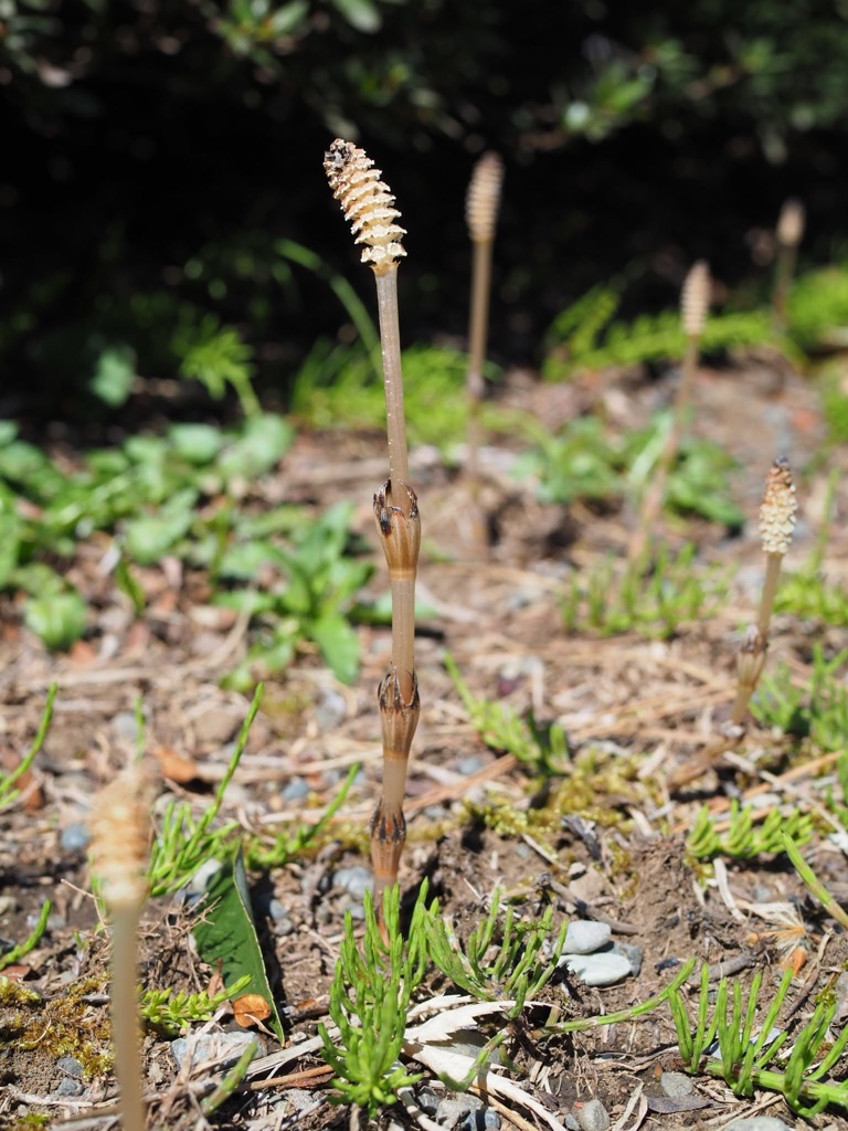 茶色い帽子のつくしくん