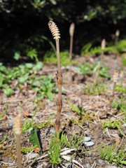 茶色い帽子のつくしくん