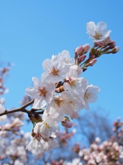 桜3