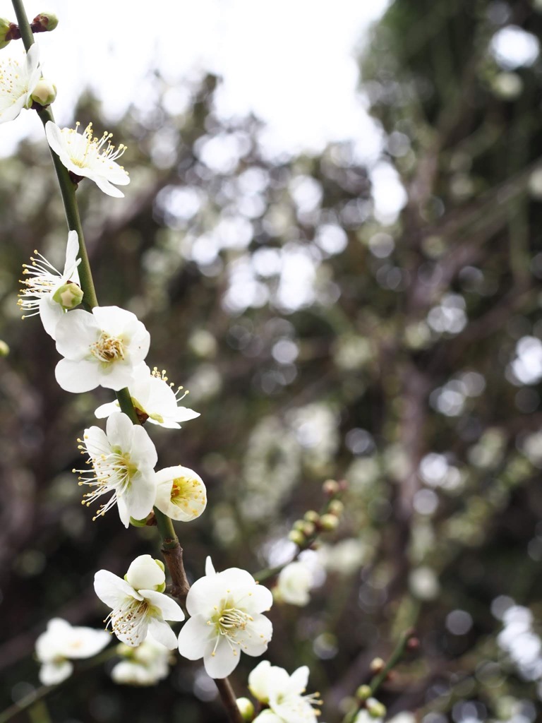 白い梅 By 紅蓮 Id 写真共有サイト Photohito