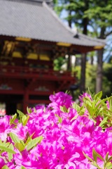 神社とつつじ