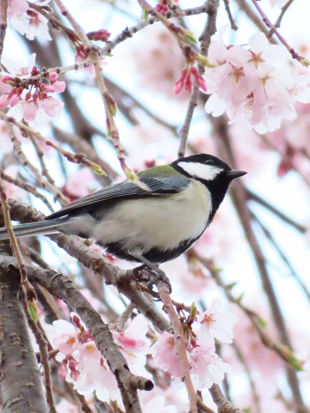 桜と鳥