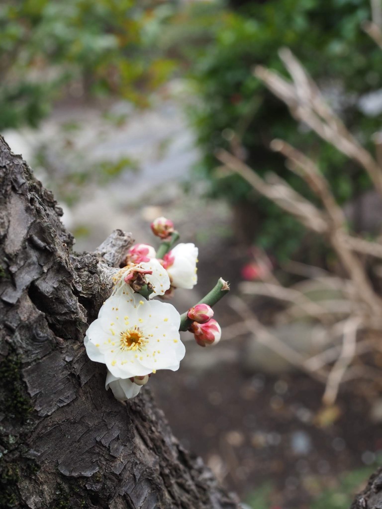 咲くとこ間違えた？