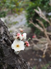 咲くとこ間違えた？