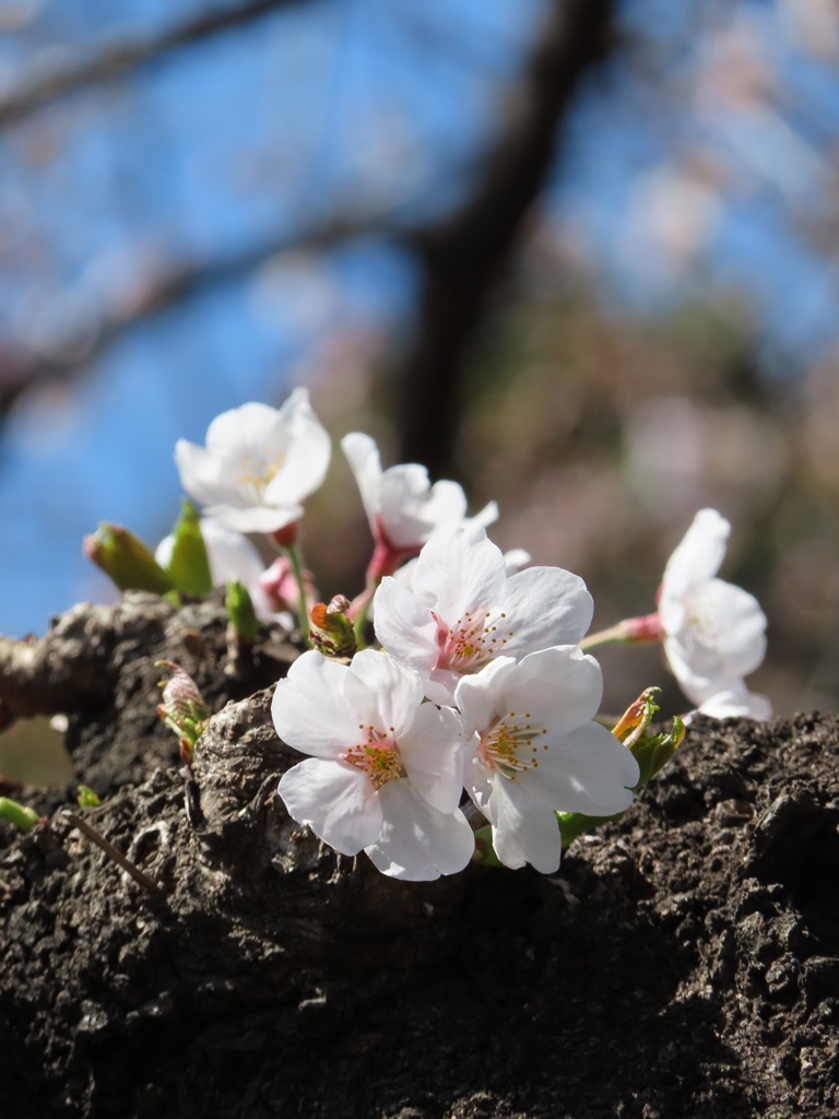 幹から桜
