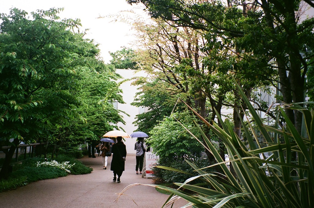 木々の中の雨
