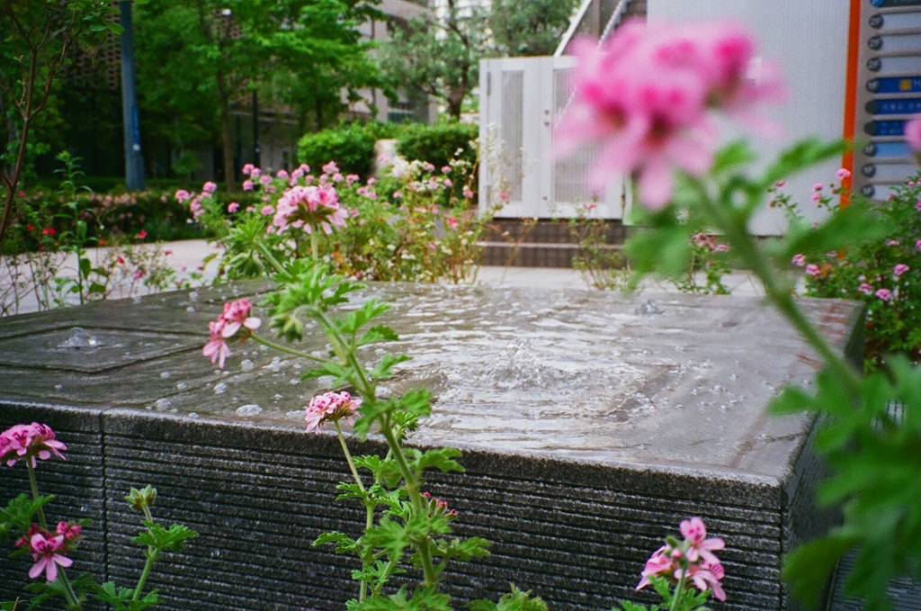 花と水