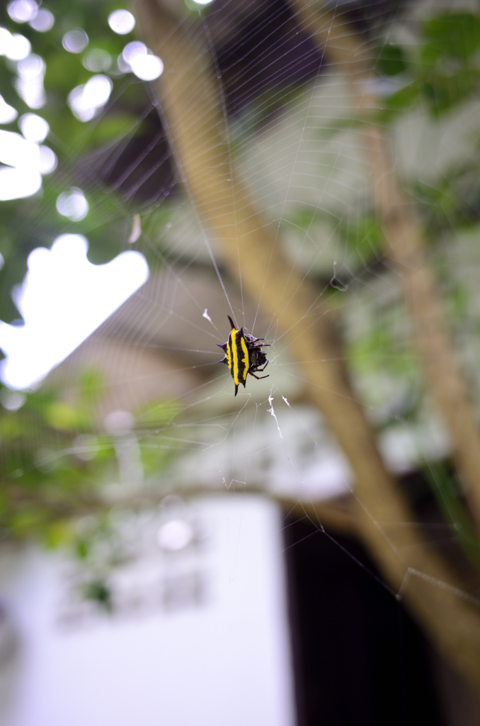 Gasteracantha fornicataWikipedia（Cpx A）
