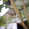 Gasteracantha fornicataWikipedia（Cpx A）