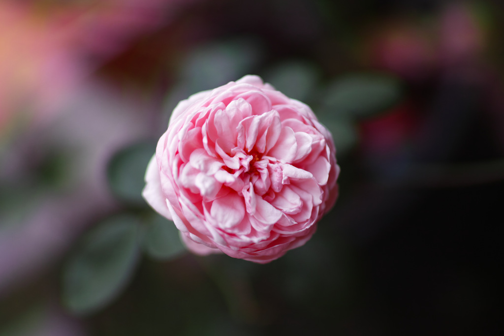 薔薇を撮りましたⅢ