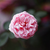 薔薇を撮りましたⅢ