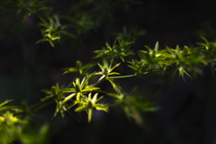 Green Universe