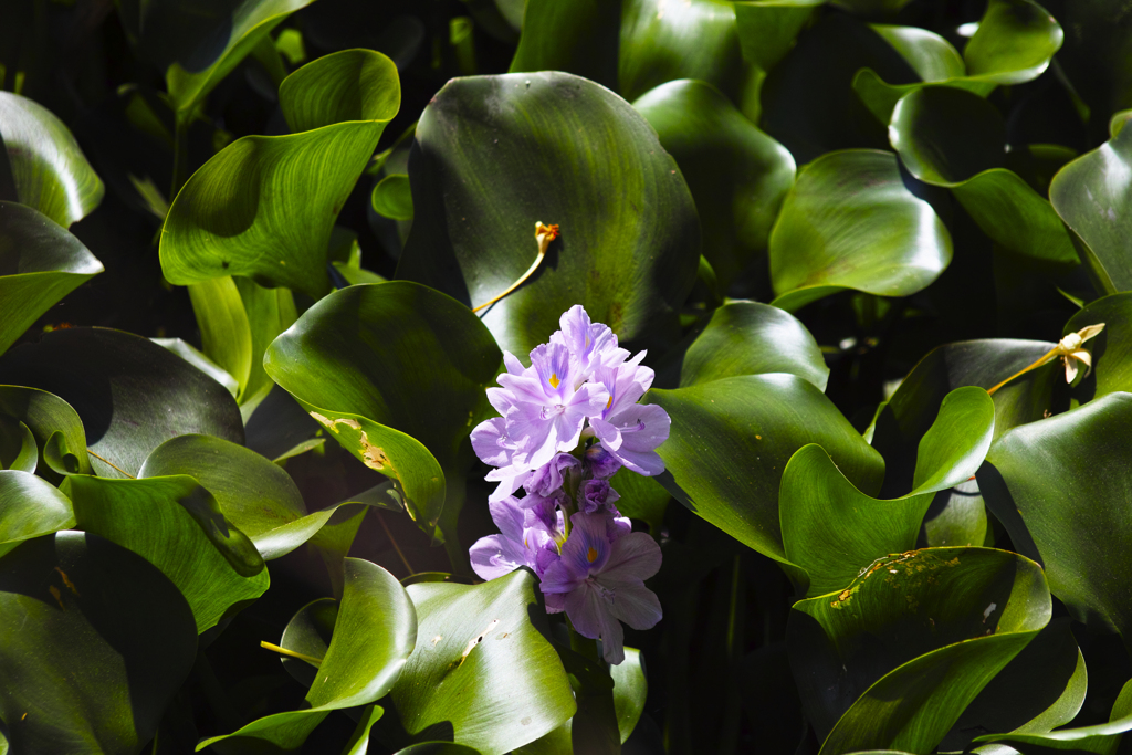 ホテイアオイの花