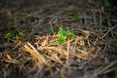 陽の当たる場所