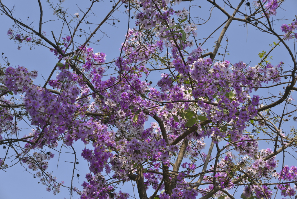 タイの桜