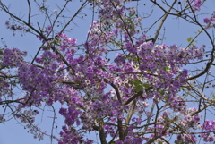 タイの桜
