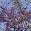 タイの桜