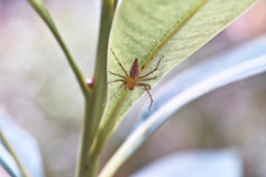 Oxyopes sertatus Latrelle