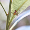 Oxyopes sertatus Latrelle