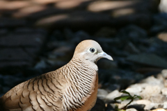 Peaceful Dove